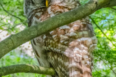 Alan-Marchant-Owl-Father