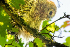 Alan-Marchant-Owl-Fledgling-1