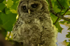 Alan-Marchant-Owl-Fledgling-2