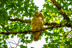 Alan-Marchant-Owl-Mother