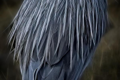 Brenda-Luciuk-Heron-Feathers