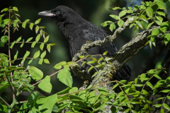 Brenda-Luciuk-Juvenile-Crow