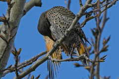 Brenda-Luciuk-Northern-Flicker-Yellow-Shafted