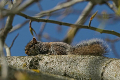 Brenda-Luciuk-Squirrel