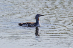 Dorothy-Singleton-dorothy_1_OpenGallery-DSC06393-Red-throated-Loon1