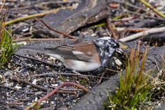 Dorothy-Singleton-dorothy_2_OpenGallery-DSC04691-Leucistic-Junco1