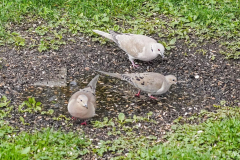 Dorothy-Singleton-dorothy_3_OpenGallery-DSC06305-Mourning-Eur.-Collared-Doves1