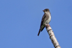 Dorothy-Singleton-dorothy_3_OpenGallery-DSC07456-Olive-sided-Flycatcher1