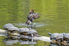 Dorothy-Singleton-dorothy_4_OpenGallery-DSC03086-Hooded-Merganser-f2