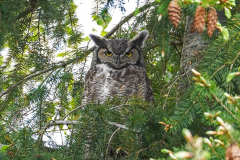 Dorothy-Singleton-dorothy_4_OpenGallery-DSC07310-Great-horned-Owl1