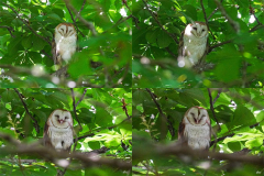 Dorothy-Singleton-dorothy_5_OpenGallery-Barn-Owl-Facial-expressions