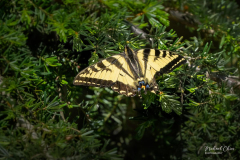 Michael-CHIN-1-Western-tiger-swallowtail
