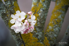 Michael-CHIN-1_Cherry-blossom-GP