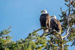 Michael-CHIN-2-Bald-eagles-TN