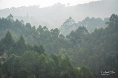 Michael-CHIN-2-Foggy-forest