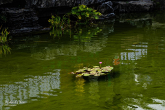 Michael-CHIN-3-Pond