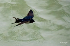 Michael-CHIN-5-Swallow-SK