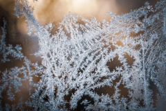 frost