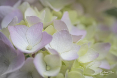 4-Hydrangea
