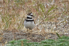 Dorothy-Singleton-dorothy_1_Blk.Spit-DSC03887-Killdeer1