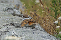 Dorothy-Singleton-dorothy_1_Blk.Spit-DSC03901-Killdeer1