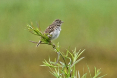 Dorothy-Singleton-dorothy_2_Blk.Spit-DSC03922-Savannah-Sparrow3
