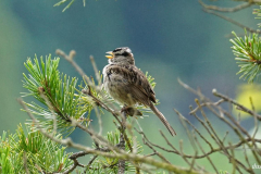 Dorothy-Singleton-dorothy_3_Blk.Spit-DSC03938-White-crowned-Sparrow1