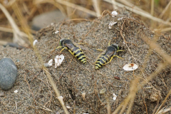 Dorothy-Singleton-dorothy_4_Blk.Spit-DSC03942-Bees1