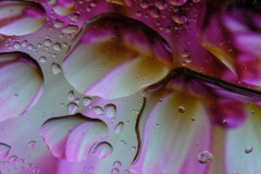 Geraldine-J-Boretta-Gerry-macro-2