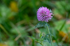 Alan-Marchant-Flower