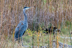 Alan-Marchant-Heron-in-Focus