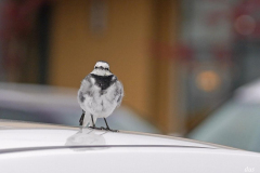 Dorothy-dorothy_2_Shlw-DOF-DSC02059-White-Wagtail1