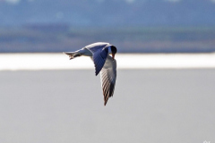 Dorothy-dorothy_3_Shlw-DOF-DSC02840-Caspian-Tern1
