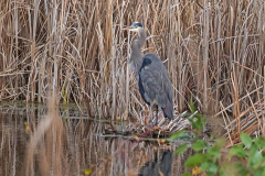 Dorothy-dorothy_4_Composition-DSC04621-GB-Heron1