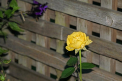 Dorothy-dorothy_4_Shlw-DOF-DSC04870-Shallow-DOF1