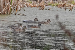 Dorothy-dorothy_5_Composition-DSC04662-Gadwalls-with-Amer.-Wigeon1