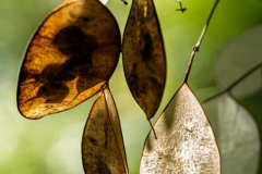 Michael-Chin-SDOF-01-Honesty-plant-seed-pods