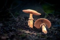 Michael-Chin-SDOF-02-Mushrooms