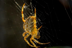 Michael-Chin-SDOF-03a-Spider