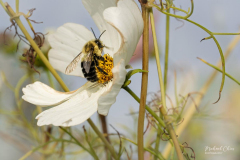 Michael-Chin-SDOF-04-Bee-on-flower