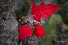 Michael-Chin-SDOF-05-Autumn-colour
