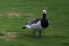 Brenda-Luciuk-Barnacle-Goose