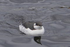 Brenda-Luciuk-Common-Murre