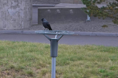Brenda-Luciuk-Eurasian-Jackdaw