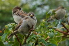 Brenda-Luciuk-Eurasian-Tree-Sparrow