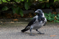 Brenda-Luciuk-Hooded-Crow