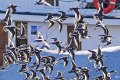 Doorothy-dorothy_3_OpenGallery-DSC03176-Dowitchers2