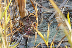 Doorothy-dorothy_5_OpenGallery-DSC05106-Wilson-Snipe1