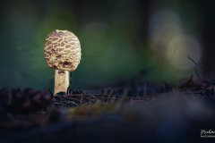 Michael-Chin-O1-Mushroom
