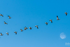 Michael-Chin-O2-Snowgeese1-2